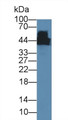 Western Blot; Sample: Mouse Cerebrum lysate; Primary Ab: 5µg/ml Mouse Anti-Rat CKM Antibody Second Ab: 0.2µg/mL HRP-Linked Caprine Anti-Mouse IgG Polyclonal Antibody