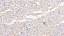 DAB staining on IHC-P; Samples: Human Cardiac Muscle Tissue; Primary Ab: 10µg/ml Mouse Anti-Human CNX Antibody Second Ab: 2µg/mL HRP-Linked Caprine Anti-Mouse IgG Polyclonal Antibody