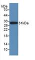 Western Blot; Sample: Recombinant NES, Human.