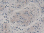 DAB staining on IHC-P; Samples: Human Stomach Tissue)