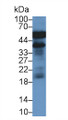 Western Blot; Sample: Rat Cerebrum lysate; Primary Ab: 2µg/ml Mouse Anti-Rat a1AGP Antibody Second Ab: 0.2µg/mL HRP-Linked Caprine Anti-Mouse IgG Polyclonal Antibody