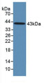 Western Blot; Sample: Recombinant FSH, Human.