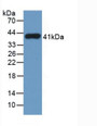 Western Blot; Sample: Recombinant TPS, Human.