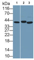 Western Blot; Sample: Recombinant protein.