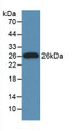 Western Blot; Sample: Recombinant CLU, Rat.