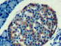 DAB staining on IHC-P; Samples: Rat Pancreas Tissue;  Primary Ab: 10µg/ml Mouse Anti-Rat CLU Antibod