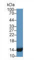Western Blot; Sample: Human Liver lysate; Primary Ab: 600 Mouse Anti-Human FABP1 Antibody Second Ab: 0.2µg/mL HRP-Linked Caprine Anti-Mouse IgG Polyclonal Antibody