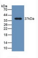 Western Blot; Sample: Recombinant LRG1, Human.