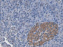 DAB staining on IHC-P; Samples: Human Liver Tissue;  Primary Ab: 20µg/ml Mouse Anti-Human LRG1 Antibody Second Ab: 2µg/mL HRP-Linked Caprine Anti-Mouse IgG Polyclonal Antibody 