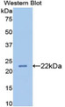 Western Blot; Sample: Recombinant protein.