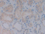 DAB staining on IHC-P; Samples: Human Kidney Tissue;  Primary Ab: 30µg/ml Mouse Anti-Human BMP10 Ant