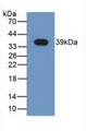 Western Blot; Sample: Recombinant NRG4, Human.