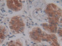 DAB staining on IHC-P; Samples: Human Stomach Tissue; Primary Ab: 30µg/ml Mouse Anti-Human LEFTY1 Antibody Second Ab: 2µg/mL HRP-Linked Caprine Anti-Mouse IgG Polyclonal Antibody