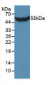 Western Blot; Sample: Recombinant STC1, Human.