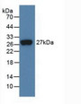 Western Blot; Sample: Recombinant FGF21, Human.