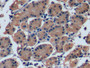 DAB staining on IHC-P; Samples: Human Stomach Tissue; Primary Ab: 10µg/ml Mouse Anti-Human FGF21 Antibody Second Ab: 2µg/mL HRP-Linked Caprine Anti-Mouse IgG Polyclonal Antibody