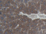 DAB staining on IHC-P; Samples: Mouse Liver Tissue; Primary Ab: 20µg/ml Mouse Anti-Mouse FTH Antibody Second Ab: 2µg/mL HRP-Linked Caprine Anti-Mouse IgG Polyclonal Antibody