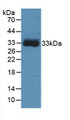 Western Blot; Sample: Recombinant CA4, Human.