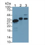 Western Blot; Sample: Lane1: Human Lung lysate; Lane2: Rat Heart lysate; Lane3: Rat Cerebrum lysate; Primary Ab: 2µg/ml Mouse Anti-Human CA4 Antibody; Second Ab: 0.2µg/mL HRP-Linked Rabbit Anti-Mouse IgG Polyclonal Antibody;