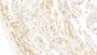 DAB staining on IHC-P; Samples: Human Placenta Tissue;  Primary Ab: 10µg/ml Mouse Anti-Human CA4 Antibody Second Ab: 2µg/mL HRP-Linked Caprine Anti-Mouse IgG Polyclonal Antibody 