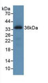 Western Blot; Sample: Recombinant ROS1, Human.