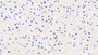 DAB staining on IHC-P; Samples: Human Heart Tissue;  Primary Ab: 10µg/ml Mouse Anti-Human FKBP1A Antibody Second Ab: 2µg/mL HRP-Linked Caprine Anti-Mouse IgG Polyclonal Antibody 