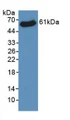 Western Blot; Sample: Recombinant VDAC1, Human.