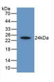 Western Blot; Sample: Recombinant HAVCR2, Human.