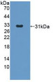 Western Blot; Sample: Recombinant ANGPT2, Rabbit.