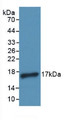 Western Blot; Sample: Recombinant IL4, Human.