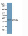 Western Blot; Sample: Recombinant CD40L, Fish.