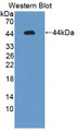 Western Blot; Sample: Recombinant protein.