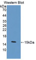 Western Blot; Sample: Recombinant Calcitonin, Mouse.