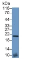 Western Blot; Sample: Rat Testis lysate; Primary Ab: 4μg/ml Rabbit Anti-Human BNP Antibody; Second Ab: 0.2µg/mL HRP-Linked Caprine Anti-Rabbit IgG Polyclonal Antibody;