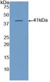 Western Blot; Sample: Recombinant BNP, Porcine.