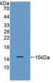 Western Blot; Sample: Recombinant PCT, Canine.