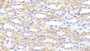 DAB staining on IHC-P; Samples: Canine Kidney Tissue; Primary Ab: 20μg/ml Rabbit Anti-Canine CT Antibody Second Ab: 2µg/mL HRP-Linked Caprine Anti-Rabbit IgG Polyclonal Antibody