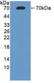 Western Blot; Sample: Recombinant ALB, Human.