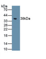 Western Blot Sample: Recombinant MT1, Rat