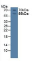 Western Blot; Sample: Porcine Brian Tissue.