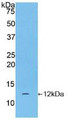 Western Blot; Sample: Recombinant CGa, Human.