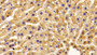 DAB staining on IHC-P; Samples: Mouse Liver Tissue;  Primary Ab: 10μg/ml Rabbit Anti-Mouse OT Antibody Second Ab: 2µg/mL HRP-Linked Caprine Anti-Rabbit IgG Polyclonal Antibody 