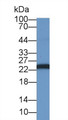 Western Blot; Sample: Rat Spleen lysate&lt;br/&gt;Primary Ab: 1µg/ml Rabbit Anti-Human SOCS1 Antibody&lt;br/&gt;Second Ab: 0.2µg/mL HRP-Linked Caprine Anti-Rabbit IgG Polyclonal Antibody&lt;br/&gt;