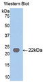 Western Blot; Sample: Recombinant protein.