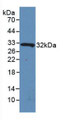 Western Blot; Sample: Recombinant IL4I1, Human.