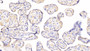 DAB staining on IHC-P; Samples: Human Placenta Tissue; Primary Ab: 20µg/ml Mouse Anti-Human MBP Antibody Second Ab: 2µg/mL HRP-Linked Caprine Anti-Mouse IgG Polyclonal Antibody