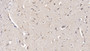 DAB staining on IHC-P; Samples: Human Cerebrum Tissue;  Primary Ab: 10µg/ml Mouse Anti-Human FGF13 Antibody Second Ab: 2µg/mL HRP-Linked Caprine Anti-Mouse IgG Polyclonal Antibody 