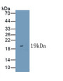 Mucin (MUC) Polyclonal Antibody, CAU30133