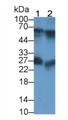 Immunoglobulin A (IgA) Polyclonal Antibody, CAU30158