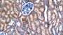 DAB staining on IHC-P; Samples: Human Kidney Tissue;  Primary Ab: 10µg/ml Rabbit Anti-Human DAO Antibody Second Ab: 2µg/mL HRP-Linked Caprine Anti-Rabbit IgG Polyclonal Antibody 